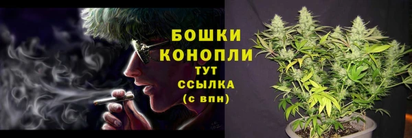 сатива Новозыбков