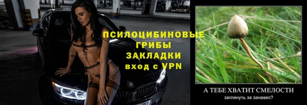 сатива Новозыбков