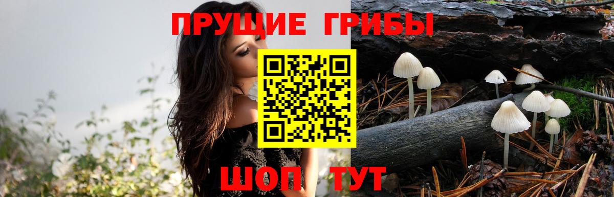 Галлюциногенные грибы Cubensis Ипатово